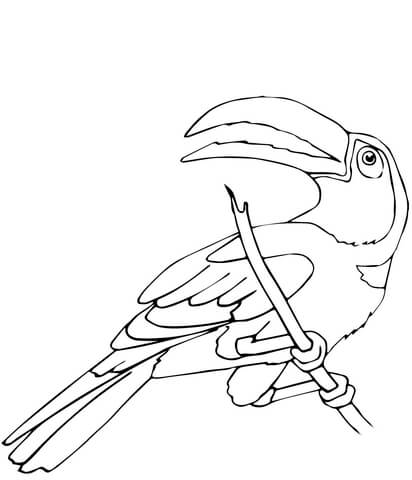 Perched Toucan Coloring Page